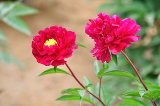 【依鱼】使口不如自走，求人不如求己