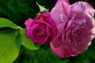 【依鱼】使口不如自走，求人不如求己