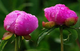 【依鱼】使口不如自走，求人不如求己