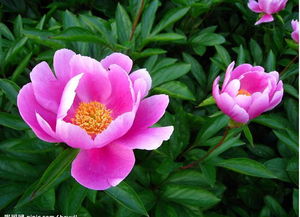 【依鱼】使口不如自走，求人不如求己