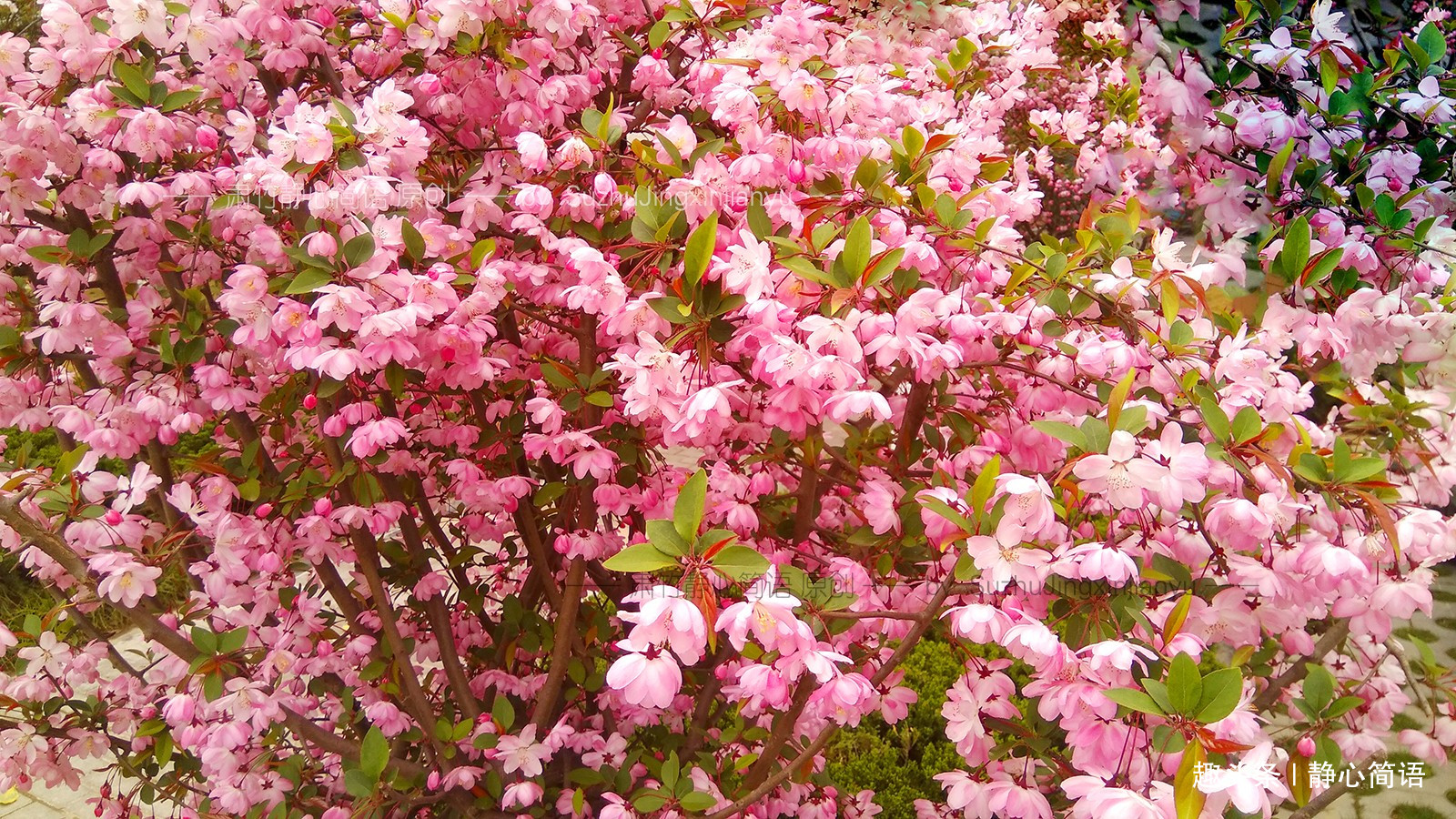 静心简语：有一些人，貌似没有什么作为，但是作用却更重大