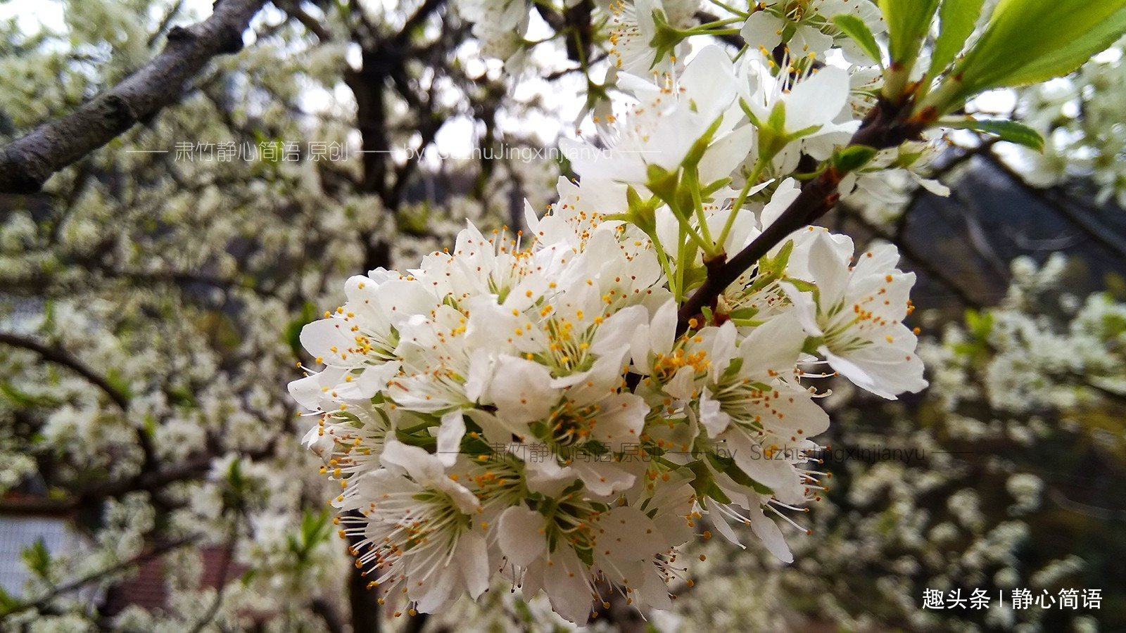 静心简语：有一些人，貌似没有什么作为，但是作用却更重大