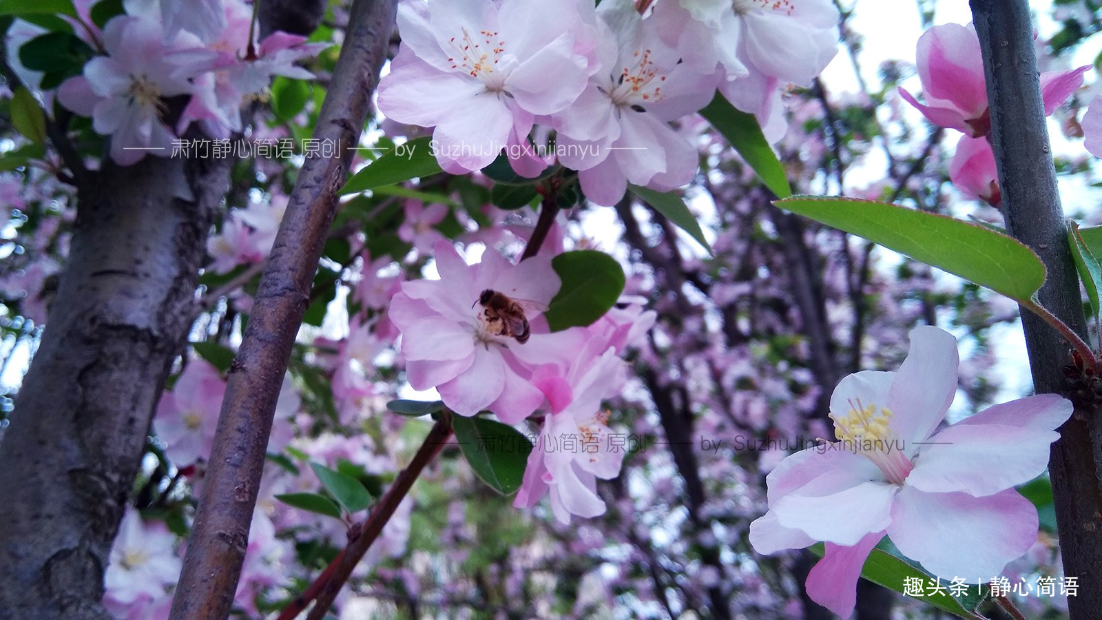 静心简语：有一些人，貌似没有什么作为，但是作用却更重大