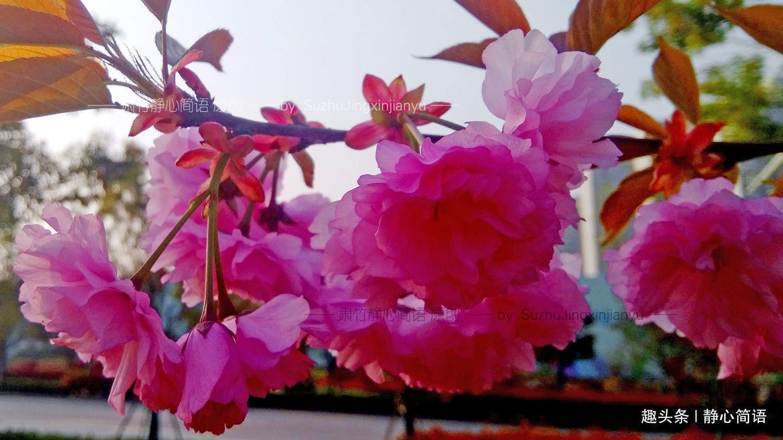 静心简语：有一些人，貌似没有什么作为，但是作用却更重大