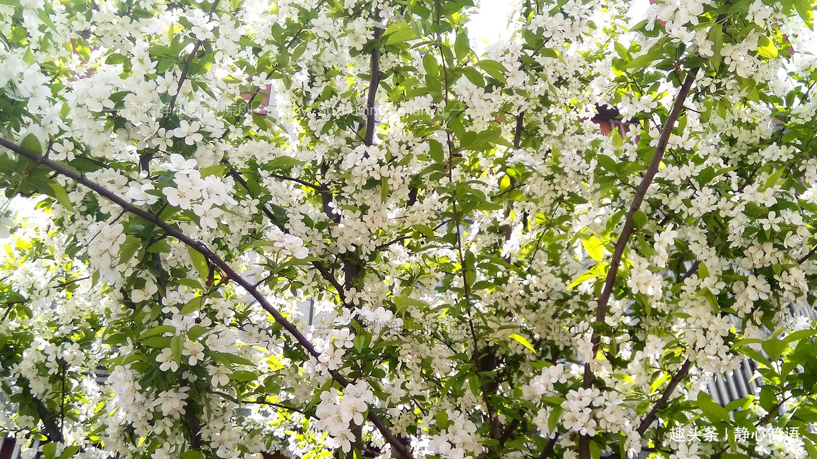 静心简语：有一些人，貌似没有什么作为，但是作用却更重大