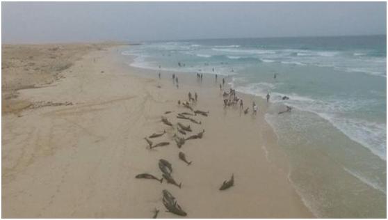 130余只海豚在西非海岸集体搁浅，专家并未给出解释