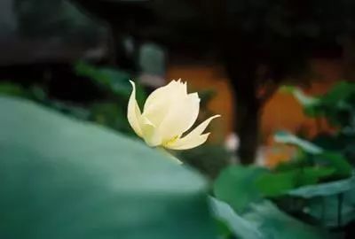 [薰衣草的爱情]人到中年后，太过善良，受伤的总是自己