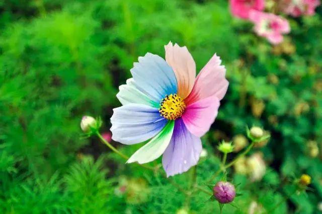 「柠檬美文」你怎么对我，我就怎么对你