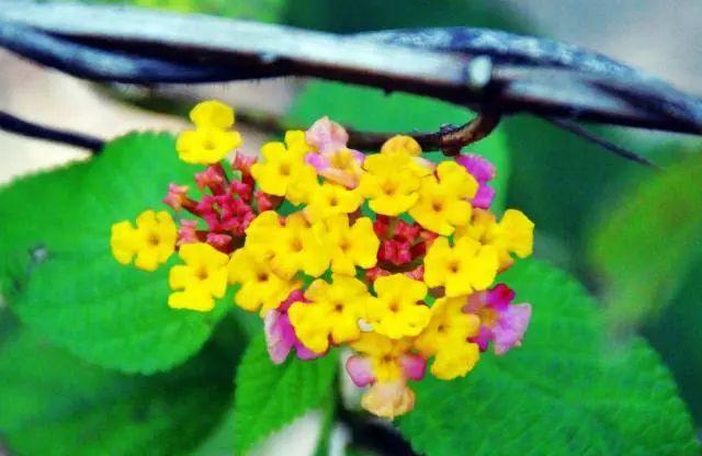 「柠檬美文」你怎么对我，我就怎么对你