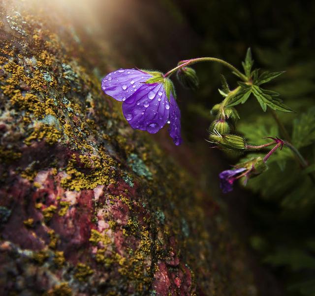 「手机摄影周刊」这14句心灵鸡汤，句句都是大实话，虽然有毒却不得不喝