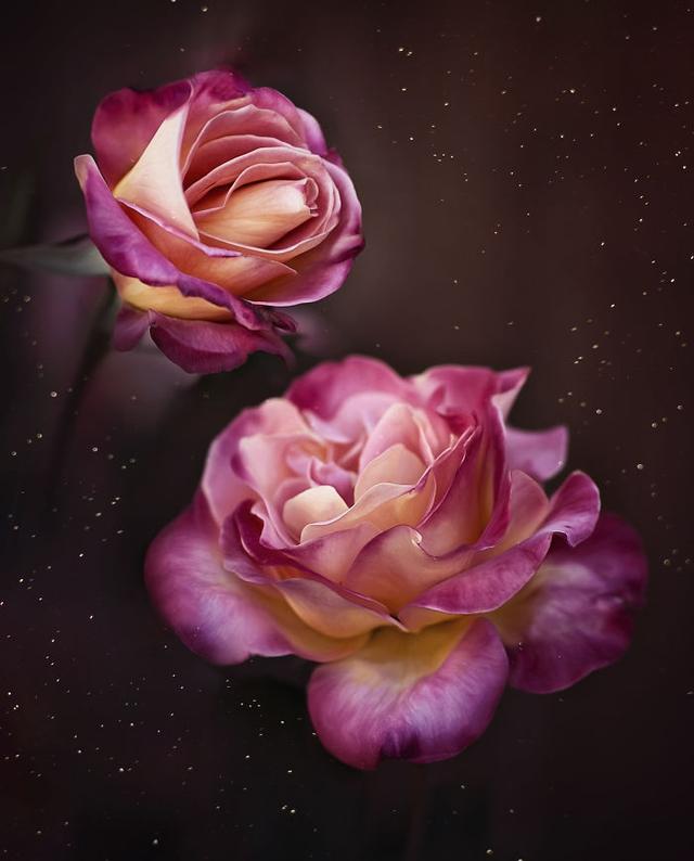 「手机摄影周刊」这14句心灵鸡汤，句句都是大实话，虽然有毒却不得不喝