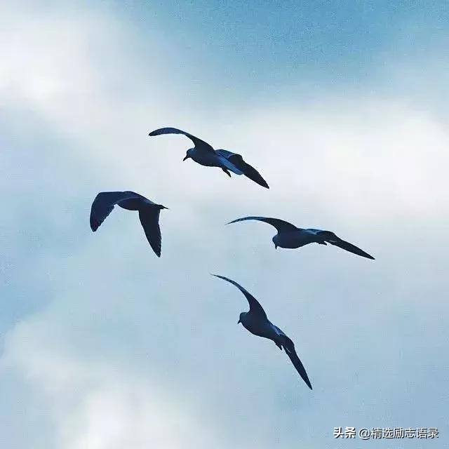 励志的乌鸦@谁好谁坏，心里明白就行