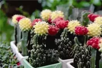 糖果儿@我输过，败过，但我从来没怕过！