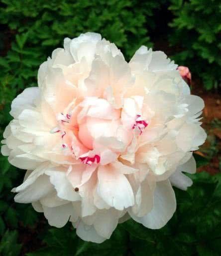 搞事编辑部■心理测试：哪朵牡丹开的艳丽？测你的智商有多少分？