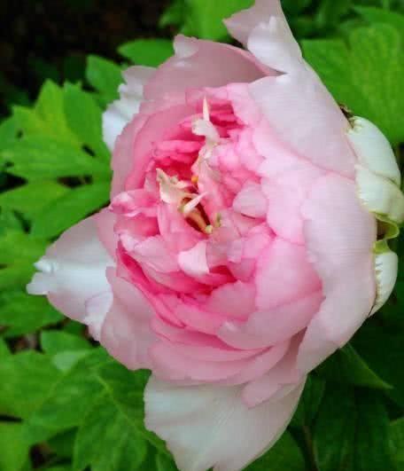 搞事编辑部■心理测试：哪朵牡丹开的艳丽？测你的智商有多少分？