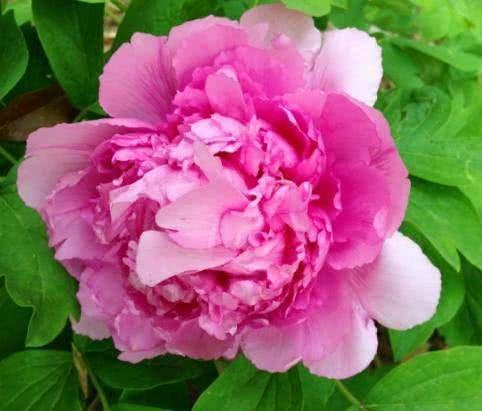 搞事编辑部■心理测试：哪朵牡丹开的艳丽？测你的智商有多少分？