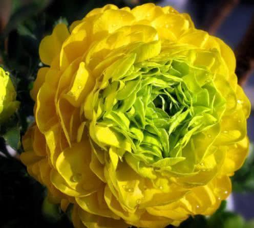 搞事编辑部■心理测试：哪朵牡丹开的艳丽？测你的智商有多少分？