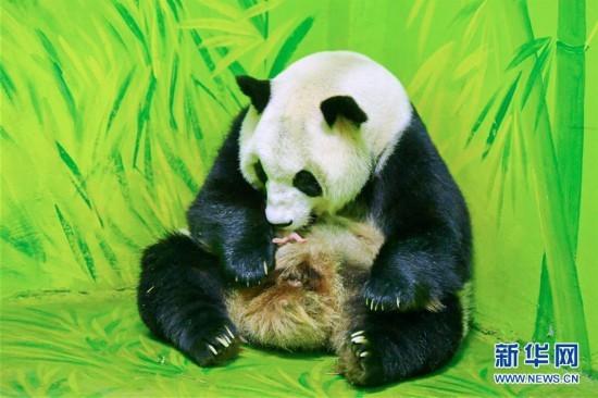 广州：大熊猫添丁