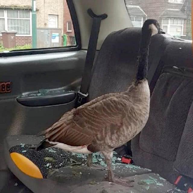 硬核野鹅击碎车窗闯入后座，好心司机将其送医后被迫承担维修费
