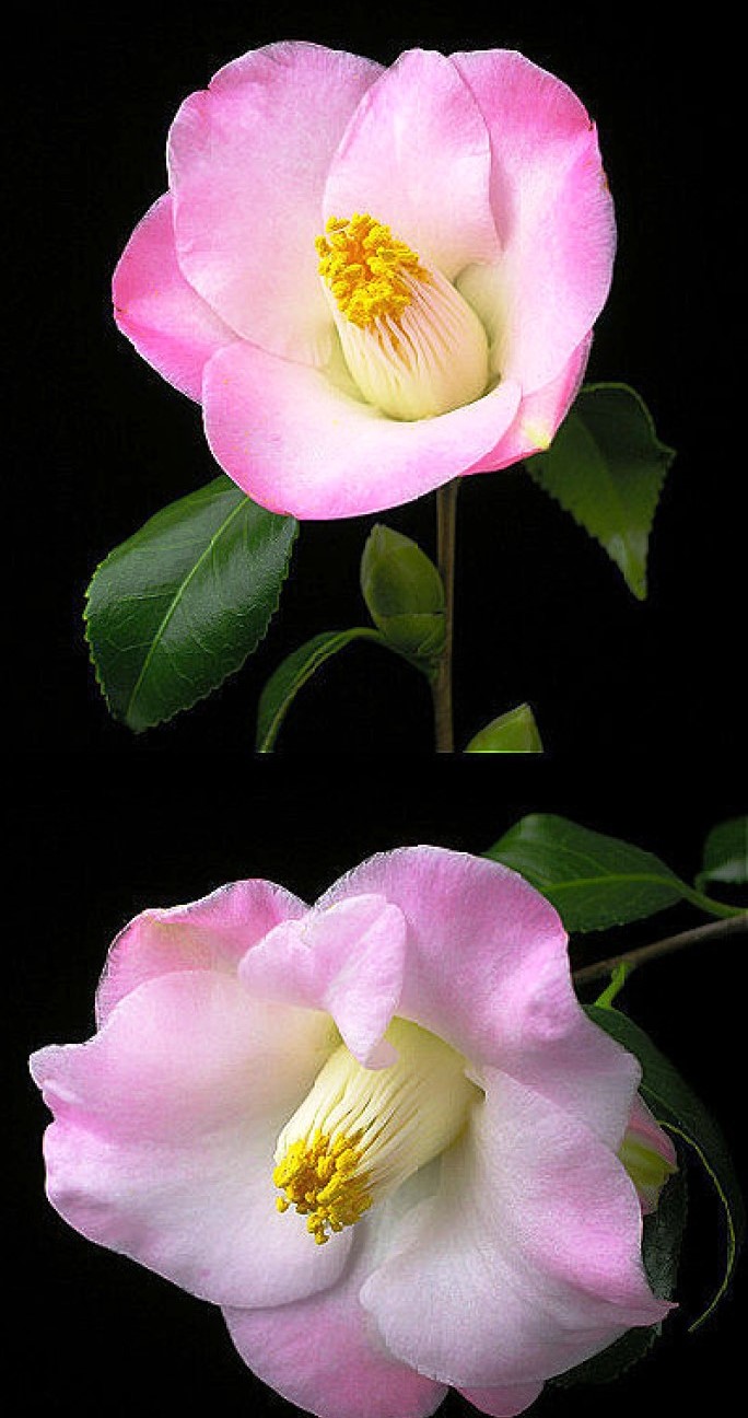 「生活万万千」启迪人生的经典短语，得意时要看淡，失意时要看开，句句走心