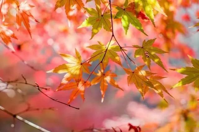 柠檬美文：十月，愿你十全十美！