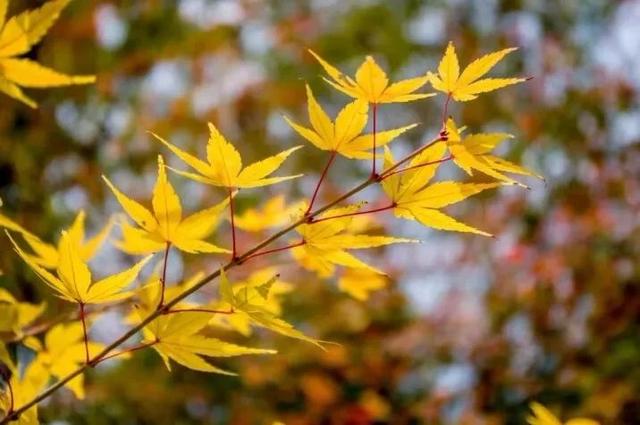 柠檬美文：十月，愿你十全十美！