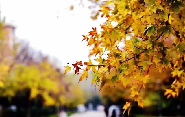 柠檬美文：十月，愿你十全十美！