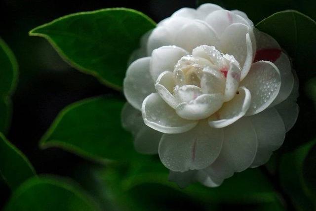 「心理观察家」宁做有度的人，勿做小人