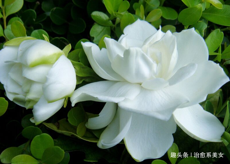 [治愈系美女]心情不好致自己的句子,句句励志,能量爆棚