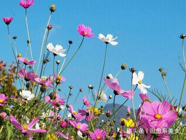 [治愈系美女]心情不好致自己的句子,句句励志,能量爆棚