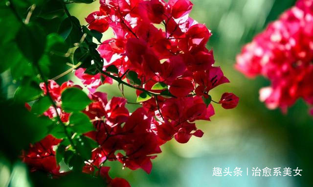 治愈系美女：阳光向上的经典句子,干净洒脱,句句简短走心