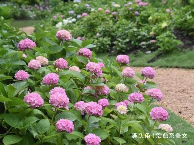 治愈系美女：阳光向上的经典句子,干净洒脱,句句简短走心