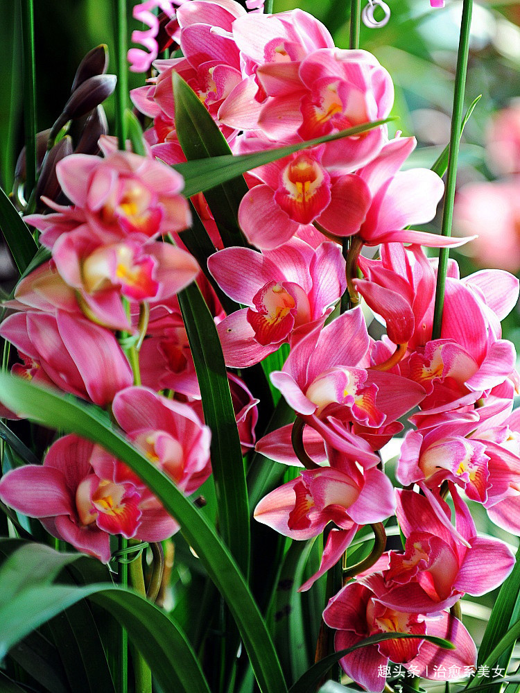 治愈系美女：阳光向上的经典句子,干净洒脱,句句简短走心