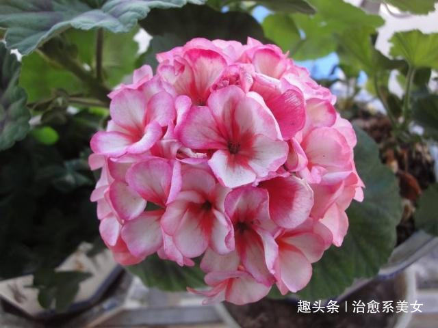 「治愈系美女」经典有深意的句子,精辟走心,发朋友圈很棒