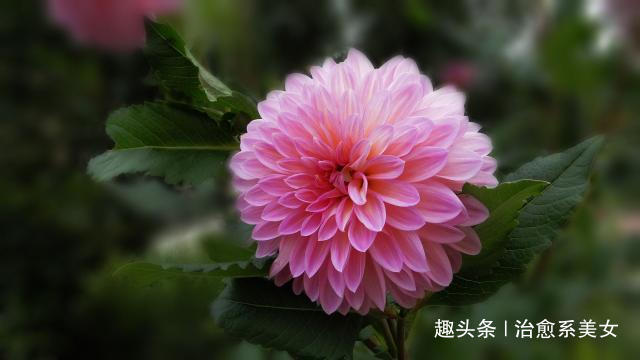 「治愈系美女」发朋友圈激励自己的句子,干净走心,人见人爱