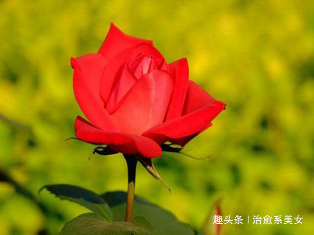 「治愈系美女」发朋友圈激励自己的句子,干净走心,人见人爱