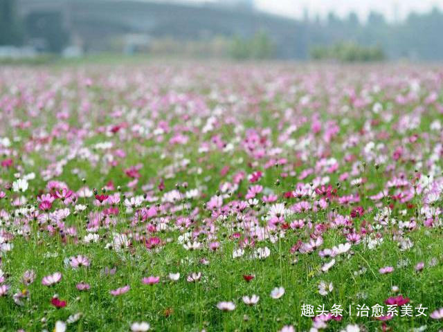 「治愈系美女」发朋友圈激励自己的句子,干净走心,人见人爱