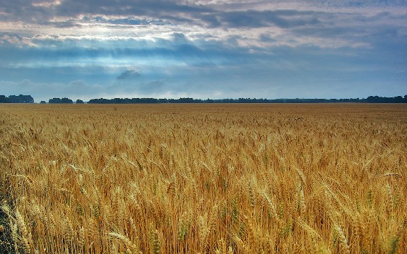 蓉华怀中猫■对生活很丧的句子，短小有深度，让人一看就赞