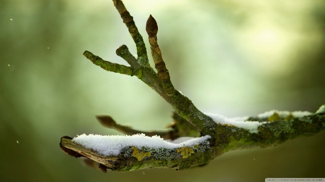 【蓉华怀中猫】适合发说说的经典句子，唯情不忘，送给你牵挂的人