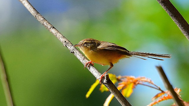 【蓉华怀中猫】适合发说说的经典句子，唯情不忘，送给你牵挂的人