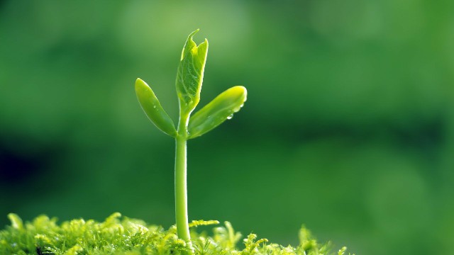 [蓉华怀中猫]最有深度的qq个性签名，经典有个性，送给心力交瘁的你