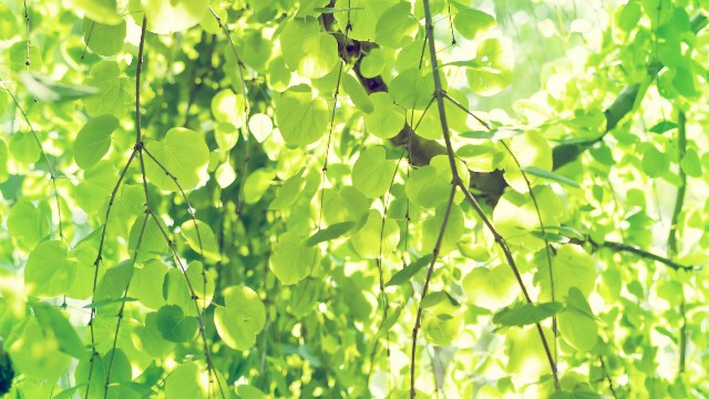 [蓉华怀中猫]说说伤感到心痛的短句子，句句很真实，送给被情所伤的你