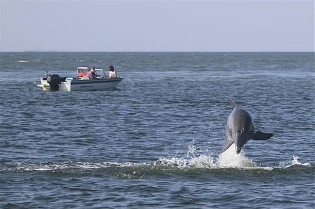 美国波托马克河曾因污染被称为国家耻辱，如今有千头海豚生存在此