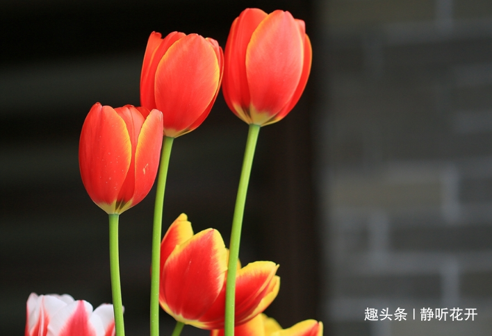 静听花开：感悟生命：洒脱地面对人生，生命的色彩才能来得真实自然。