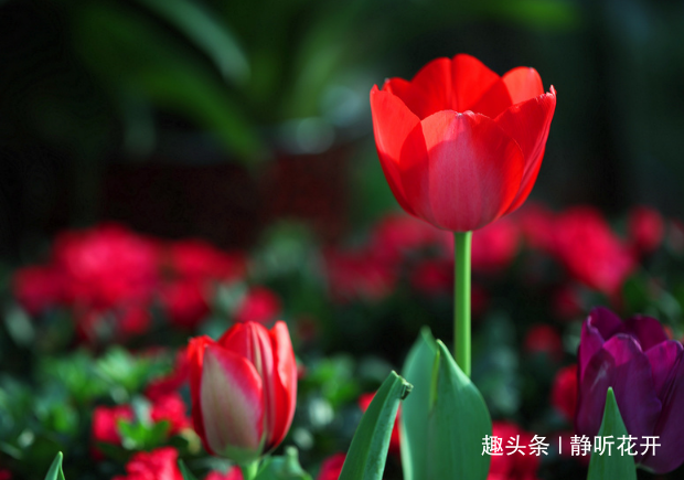 静听花开：感悟生命：洒脱地面对人生，生命的色彩才能来得真实自然。