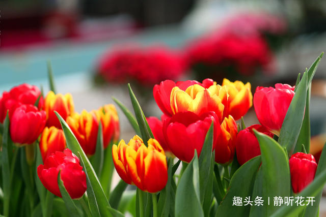 静听花开：感悟生命：洒脱地面对人生，生命的色彩才能来得真实自然。
