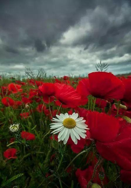 「女人智慧语录」女人是梨，男人是洋葱，句句戳心