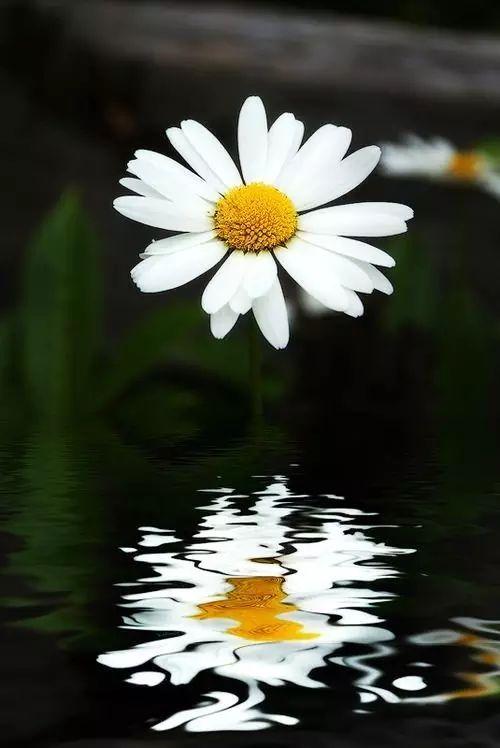 「女人智慧语录」女人是梨，男人是洋葱，句句戳心