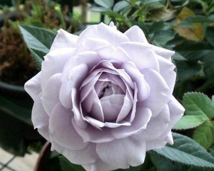 生活万万千：阳光励志的句子，世上没有绝望的处境，只有对处境绝望的人