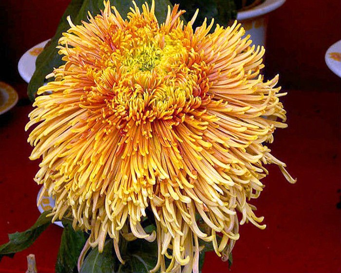 生活万万千：阳光励志的句子，世上没有绝望的处境，只有对处境绝望的人